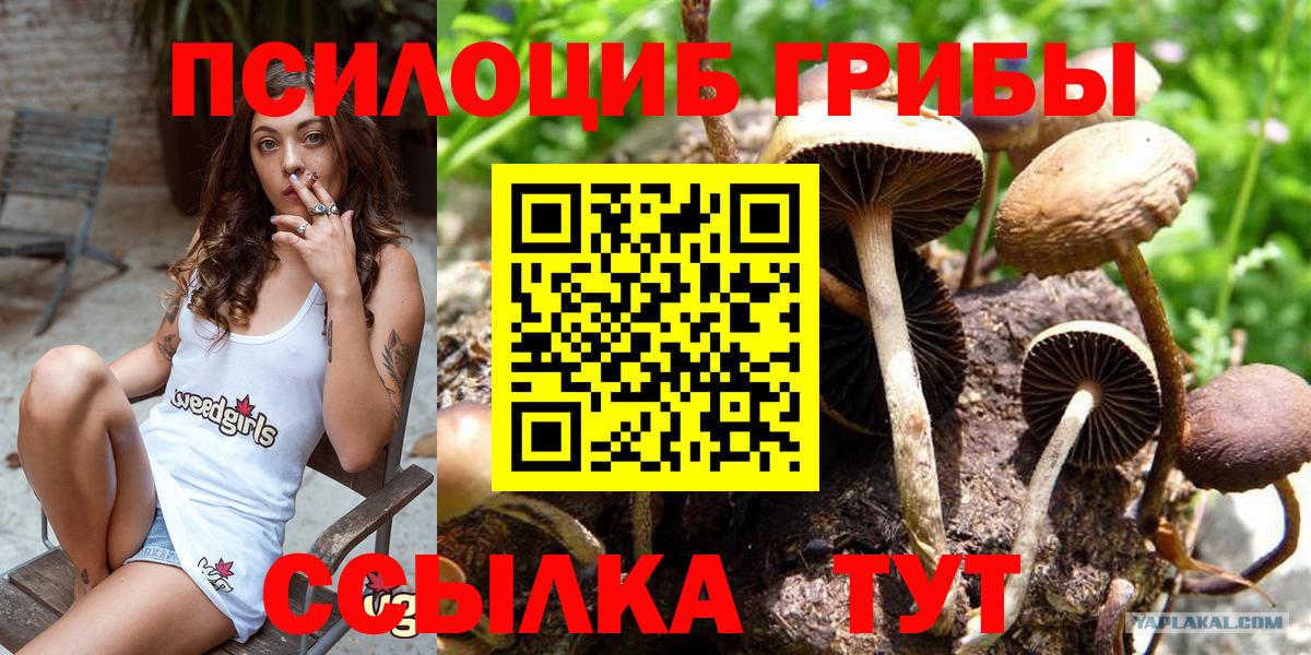 Елизово  Галлюциногенные грибы Psilocybe  Вход с VPN 