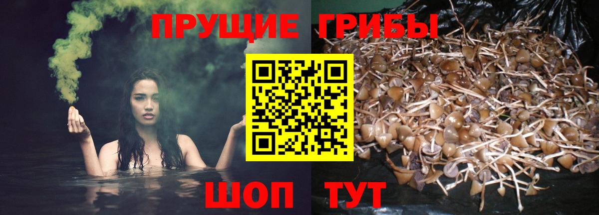 Псилоцибиновые грибы Psilocybe Елизово